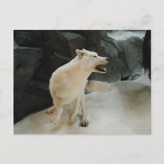 White Wolf Postkarte (Vorderseite)