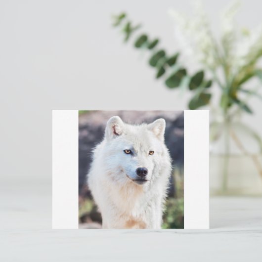 WHITE WOLF POSTKARTE (Stehend Vorderseite)
