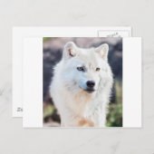 WHITE WOLF POSTKARTE (Vorne/Hinten)