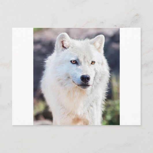 WHITE WOLF POSTKARTE (Vorderseite)