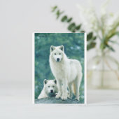 WHITE WOLF POSTKARTE (Stehend Vorderseite)
