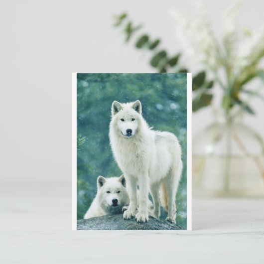 WHITE WOLF POSTKARTE (Stehend Vorderseite)