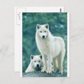 WHITE WOLF POSTKARTE (Vorne/Hinten)