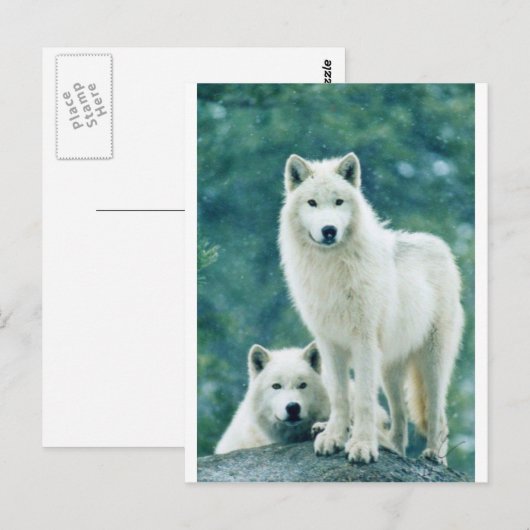 WHITE WOLF POSTKARTE (Vorne/Hinten)