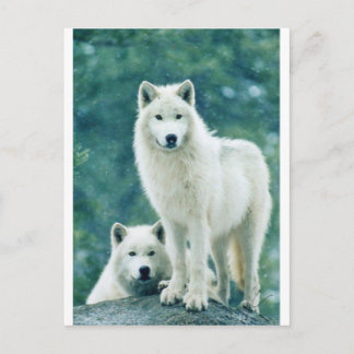WHITE WOLF POSTKARTE