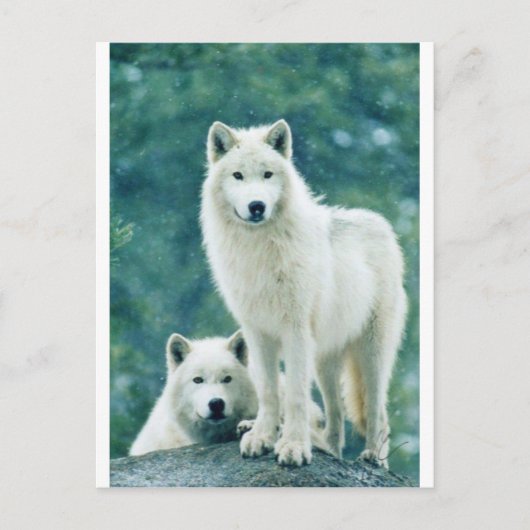 WHITE WOLF POSTKARTE (Vorderseite)