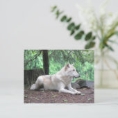 White Wolf Resting Postkarte (Stehend Vorderseite)