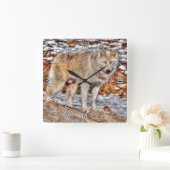 White Wolf, Schnee und Wildlife - Uhr (Zuhause)