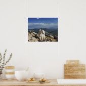White Wool Rocky Mountain Goat steht auf Poster (Küche)