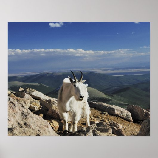 White Wool Rocky Mountain Goat steht auf Poster (Vorne)