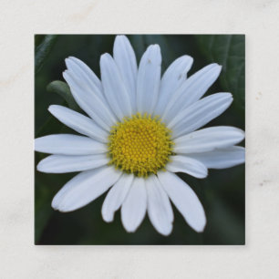 White Yellow Daisy Blume Daisies Nature Foto Quadratische Visitenkarte