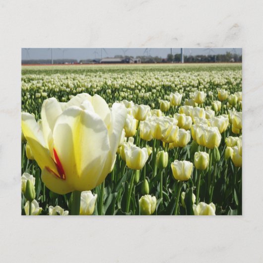 White Yellow Tulips Landscape DIY Postkarte (Vorderseite)