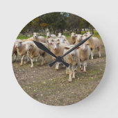 White Young Wooly Sheep, Runde Wanduhr (Vorderseite)