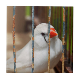 White Zebra Finch Bird in Cage Fliese