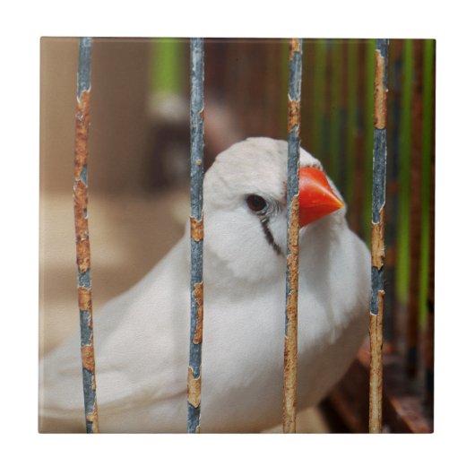 White Zebra Finch Bird in Cage Fliese (Vorderseite)