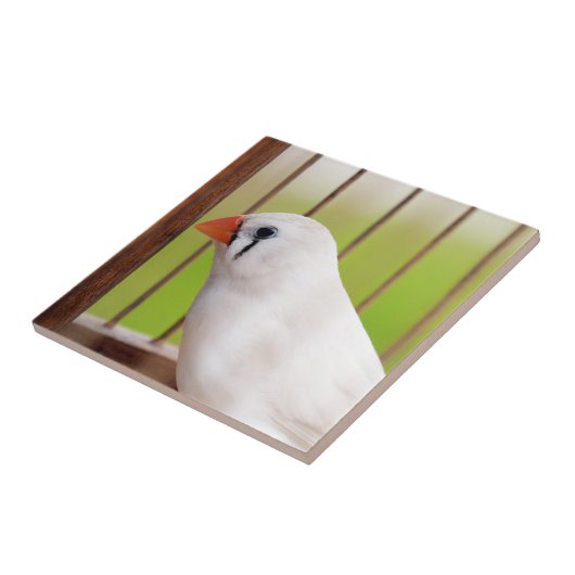 White Zebra Finch Bird in Cage Fliese (Seite)