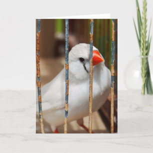 White Zebra Finch Bird in Cage Karte