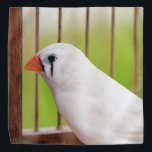 White Zebra Finch Bird in Cage Kopftuch<br><div class="desc">2023</div>