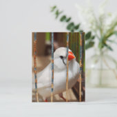 White Zebra Finch Bird in Cage Postkarte (Stehend Vorderseite)