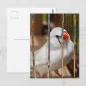 White Zebra Finch Bird in Cage Postkarte (Vorne/Hinten)