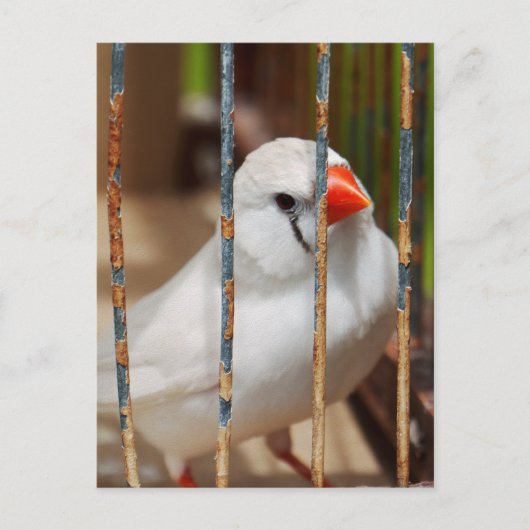 White Zebra Finch Bird in Cage Postkarte (Vorderseite)