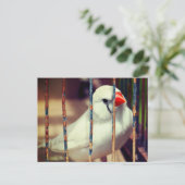 White Zebra Finch Bird in Cage Postkarte (Stehend Vorderseite)