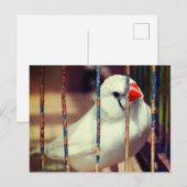White Zebra Finch Bird in Cage Postkarte (Vorne/Hinten)