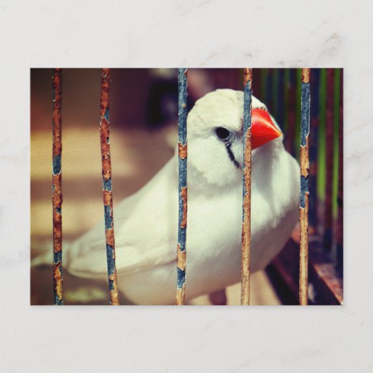 White Zebra Finch Bird in Cage Postkarte (Vorderseite)