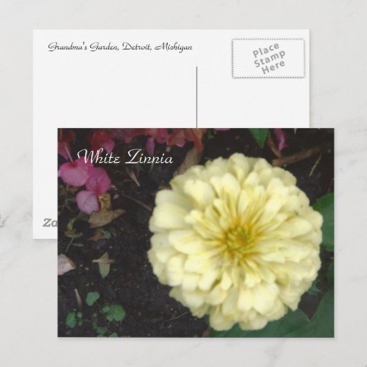 White Zinnia Postkarte (Vorne/Hinten)