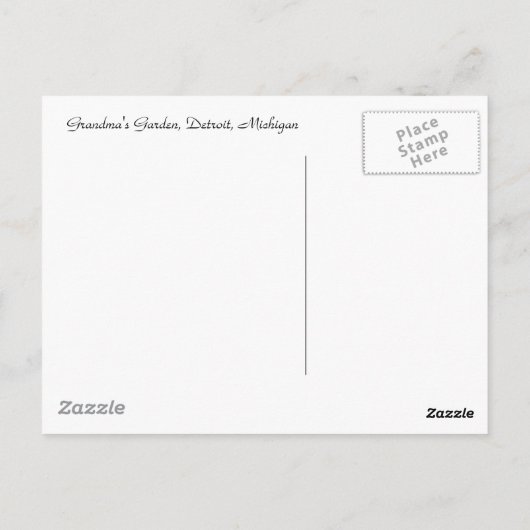 White Zinnia Postkarte (Rückseite)