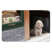 White Zwarf Poodle Magnet (Horizontal)