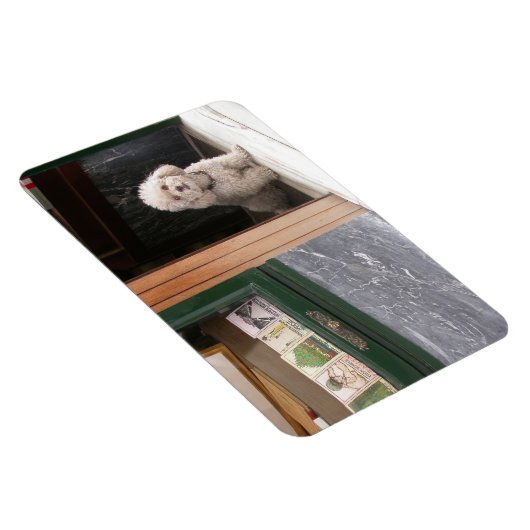 White Zwarf Poodle Magnet (Rechte Seite)