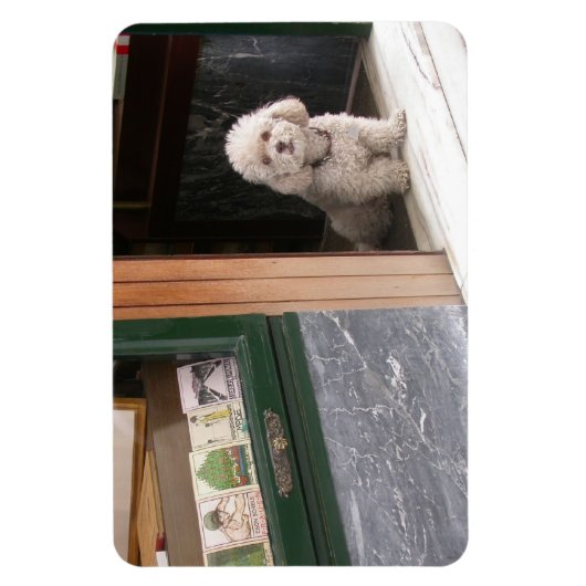 White Zwarf Poodle Magnet (Vertikal)