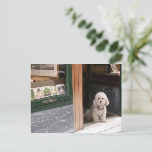 White Zwarf Poodle Postkarte (Stehend Vorderseite)