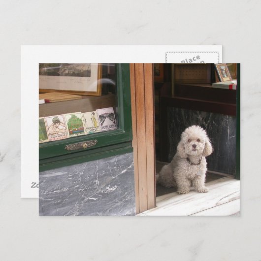 White Zwarf Poodle Postkarte (Vorne/Hinten)