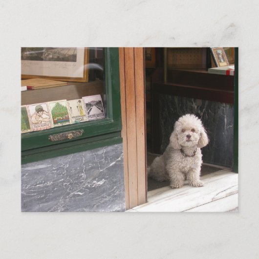 White Zwarf Poodle Postkarte (Vorderseite)