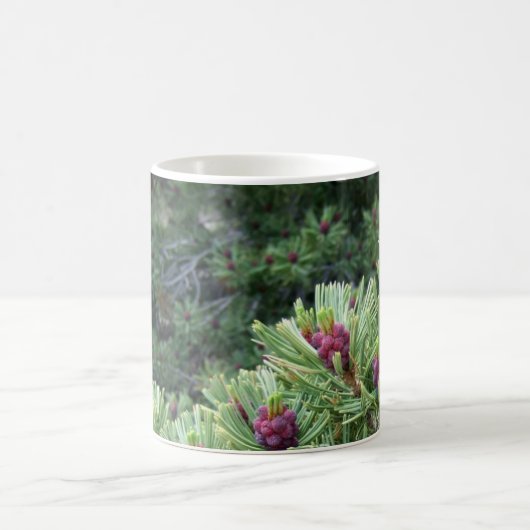Whitebark Kiefern-Kegel-Tasse Kaffeetasse (Mittel)