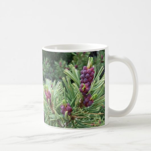 Whitebark Kiefern-Kegel-Tasse Kaffeetasse (Rechts)