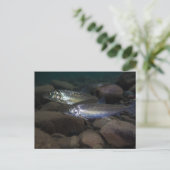 Whitefish Swimming Postkarte (Stehend Vorderseite)
