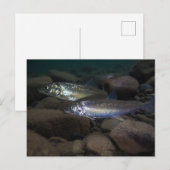 Whitefish Swimming Postkarte (Vorne/Hinten)