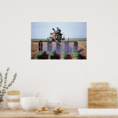 Whitefly-Kontrolle Poster (Küche)