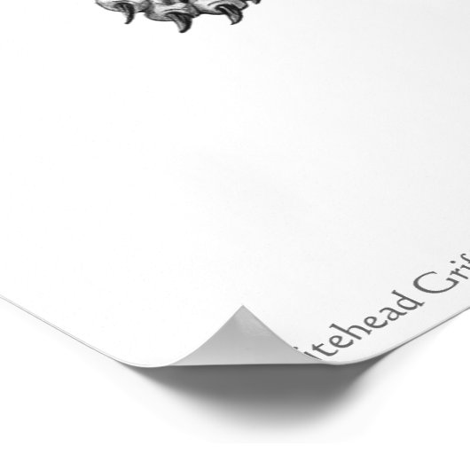 Whitehead Griffin Poster (Ecke)