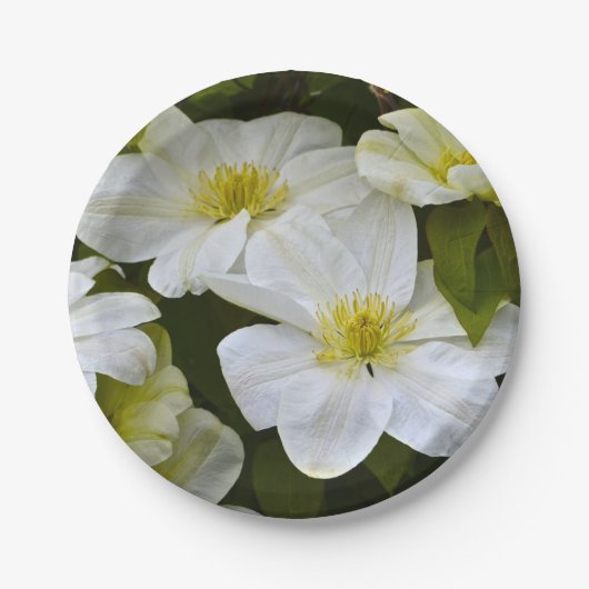 Whitelight Paper Plate Pappteller (Vorderseite)