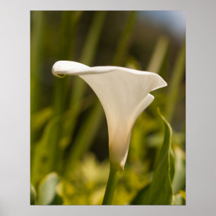 Whitepaper zur Blume (Matte) Poster