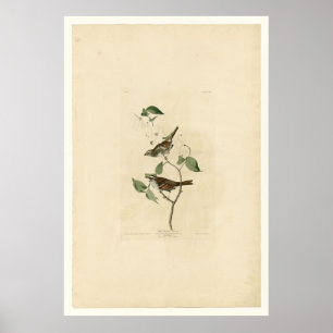 Whiter Throated Sparrow_Audubon Poster