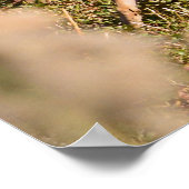 Whitetail Buck and Doster Poster (Ecke)