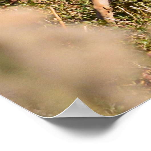 Whitetail Buck and Doster Poster (Ecke)