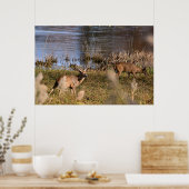 Whitetail Buck and Doster Poster (Küche)