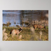Whitetail Buck and Doster Poster (Vorne)