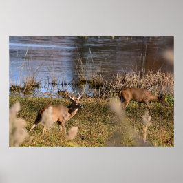 Whitetail Buck and Doster Poster
